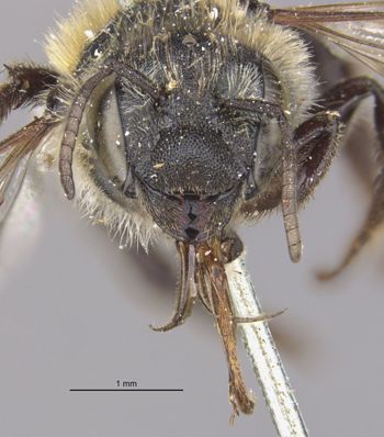 Media type: image;   Entomology 527 Aspect: head frontal view
